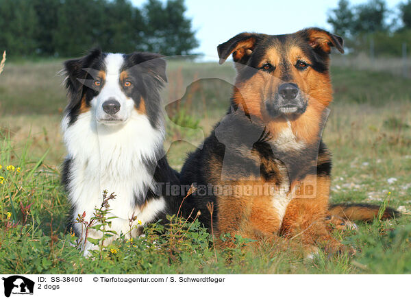 2 Hunde / 2 dogs / SS-38406