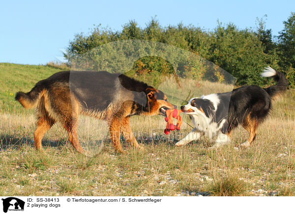2 spielende Hunde / 2 playing dogs / SS-38413