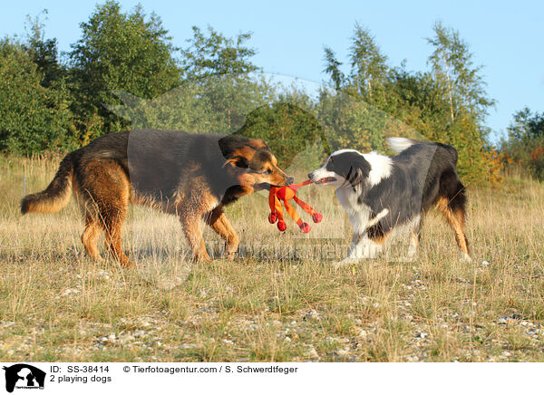 2 spielende Hunde / 2 playing dogs / SS-38414