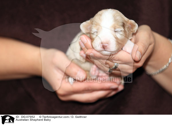 Australian Shepherd Baby / DG-07952