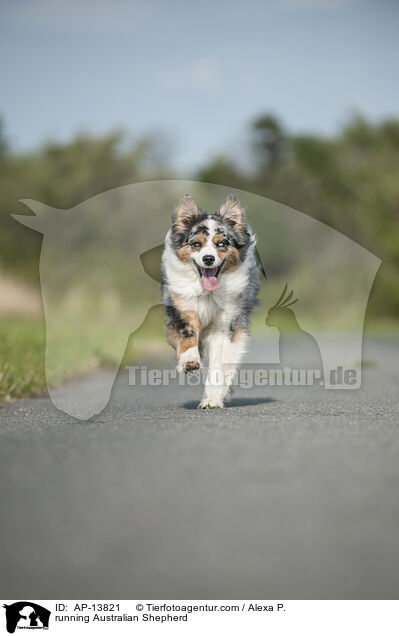 rennender Australian Shepherd / running Australian Shepherd / AP-13821