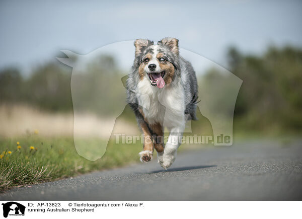 rennender Australian Shepherd / running Australian Shepherd / AP-13823
