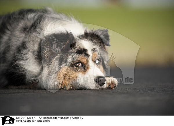 liegender Australian Shepherd / lying Australian Shepherd / AP-13857