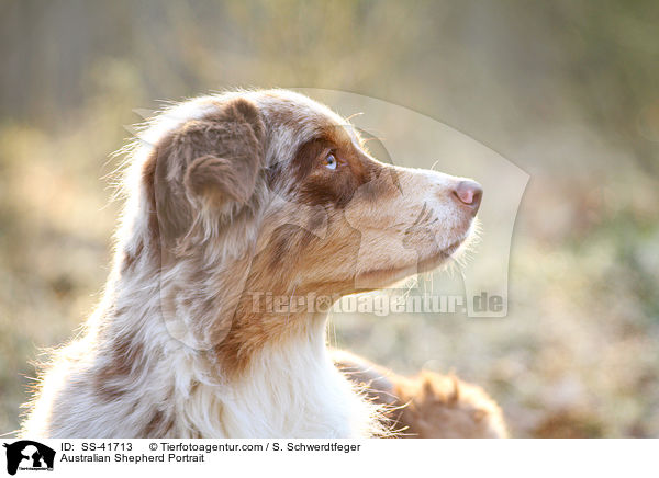 Australian Shepherd Portrait / SS-41713