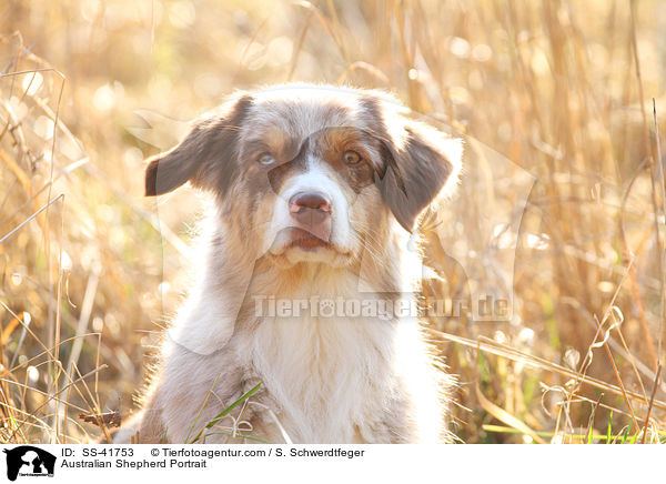 Australian Shepherd Portrait / SS-41753
