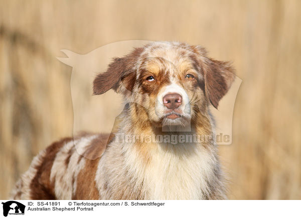 Australian Shepherd Portrait / SS-41891