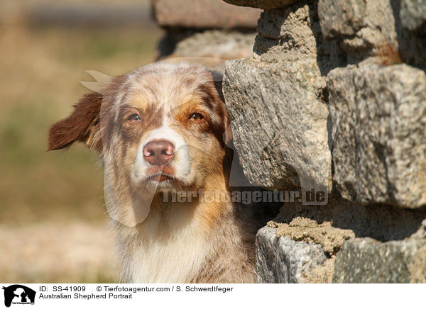 Australian Shepherd Portrait / SS-41909