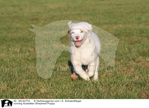 running Australian Shepherd Puppy / SS-42772