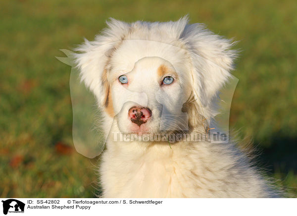 Australian Shepherd Puppy / SS-42802
