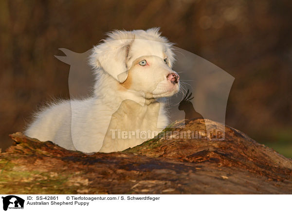Australian Shepherd Puppy / SS-42861