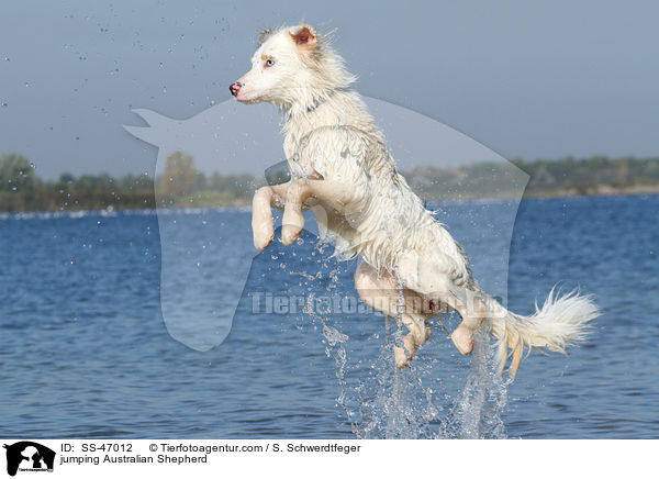 jumping Australian Shepherd / SS-47012
