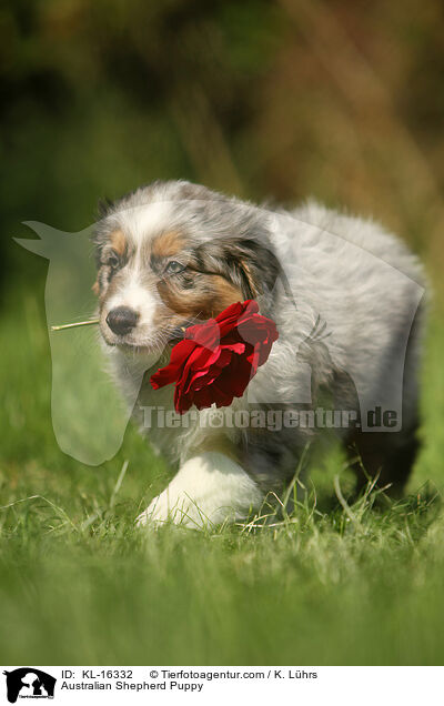 Australian Shepherd Welpe / Australian Shepherd Puppy / KL-16332