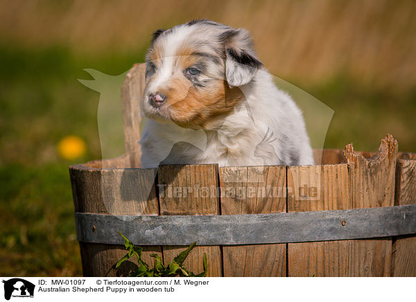 Australian Shepherd Welpe in Holzbottich / Australian Shepherd Puppy in wooden tub / MW-01097