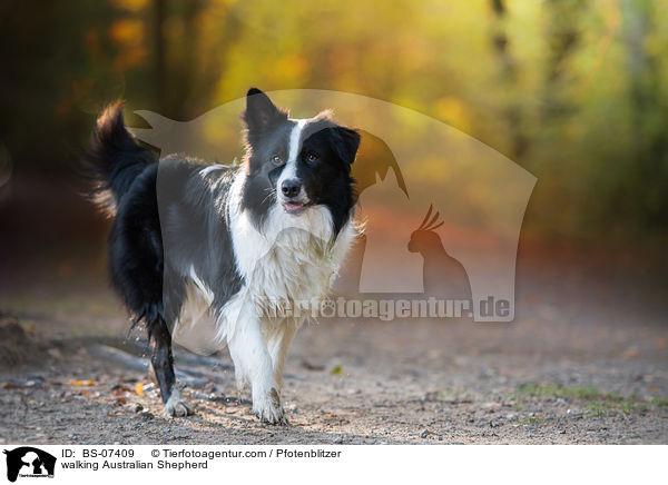 laufender Australian Shepherd / walking Australian Shepherd / BS-07409