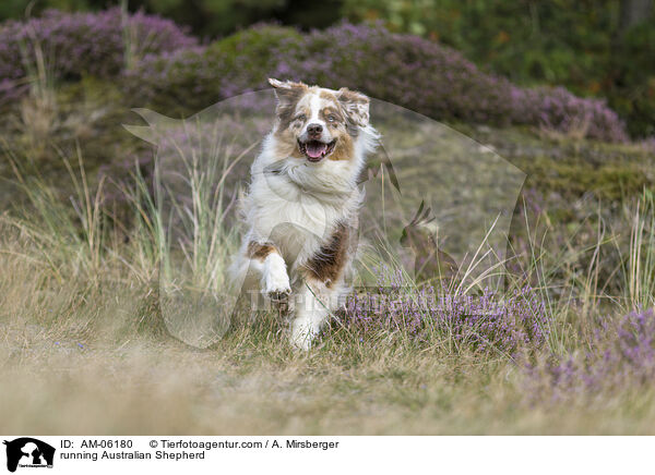 rennender Australian Shepherd / running Australian Shepherd / AM-06180