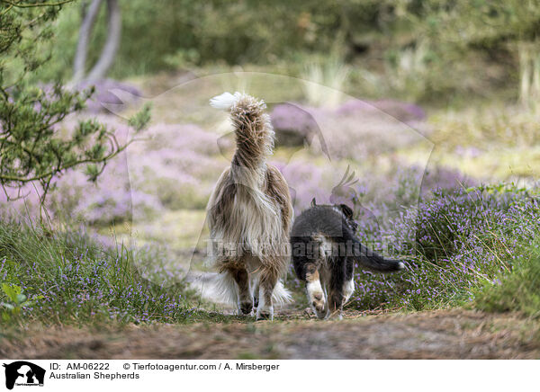 Australian Shepherds / Australian Shepherds / AM-06222