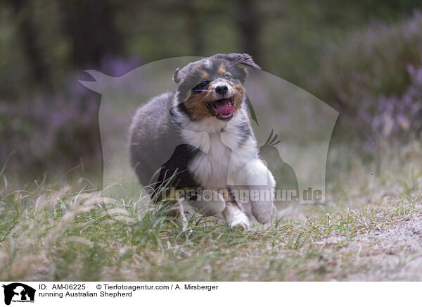 rennender Australian Shepherd / running Australian Shepherd / AM-06225