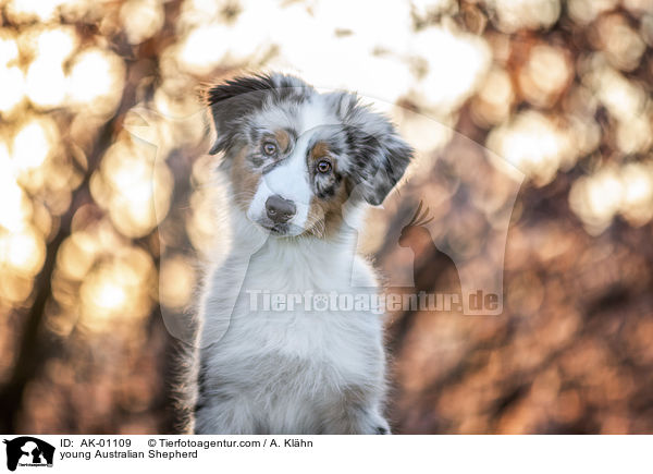 junger Australian Shepherd / young Australian Shepherd / AK-01109