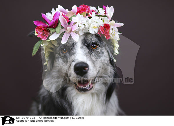 Australian Shepherd Portrait / Australian Shepherd portrait / SE-01023