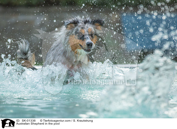 Australian Shepherd im Pool / Australian Shepherd in the pool / SK-01336