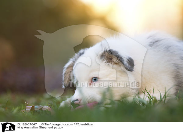 liegender Australian Shepherd Welpe / lying Australian Shepherd puppy / BS-07647