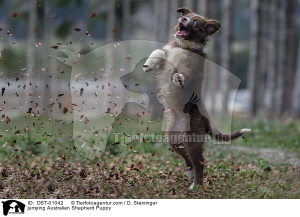 springender Australian Shepherd Welpe / jumping Australian Shepherd Puppy / DST-01042