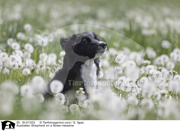 Australian Shepherd auf einer Blumenwiese / Australian Shepherd on a flower meadow / SI-01302
