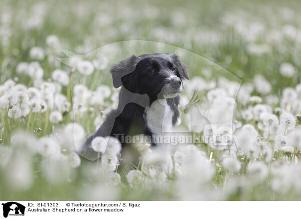 Australian Shepherd auf einer Blumenwiese / Australian Shepherd on a flower meadow / SI-01303