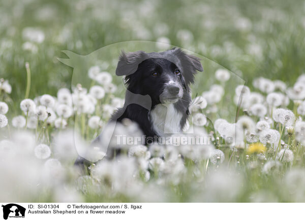 Australian Shepherd auf einer Blumenwiese / Australian Shepherd on a flower meadow / SI-01304