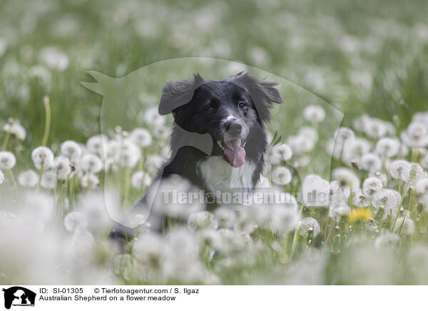 Australian Shepherd auf einer Blumenwiese / Australian Shepherd on a flower meadow / SI-01305
