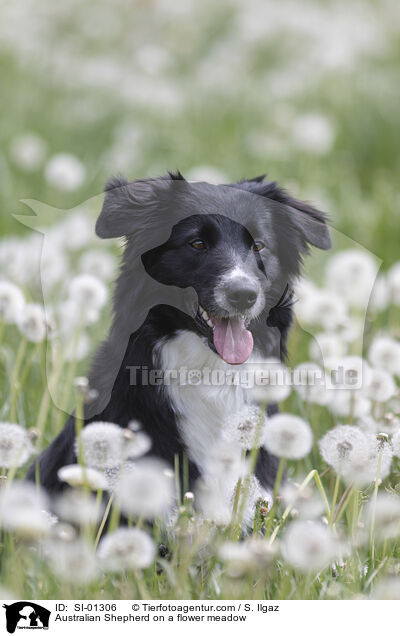 Australian Shepherd auf einer Blumenwiese / Australian Shepherd on a flower meadow / SI-01306
