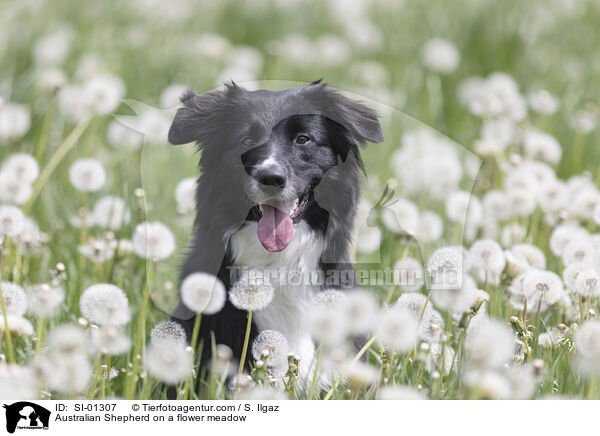 Australian Shepherd auf einer Blumenwiese / Australian Shepherd on a flower meadow / SI-01307