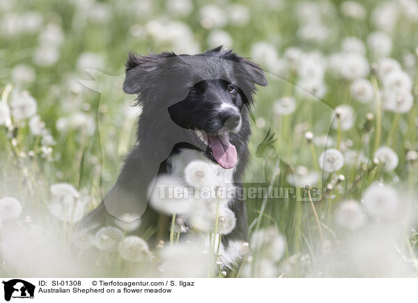 Australian Shepherd auf einer Blumenwiese / Australian Shepherd on a flower meadow / SI-01308