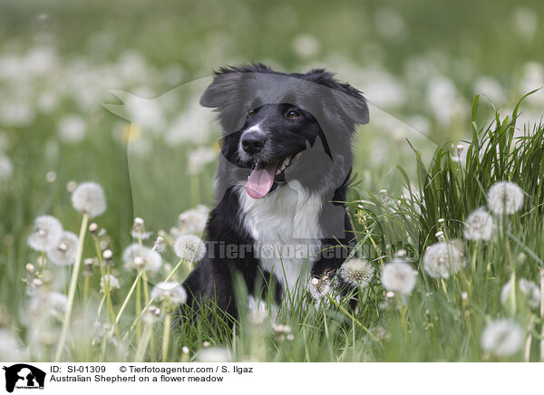 Australian Shepherd auf einer Blumenwiese / Australian Shepherd on a flower meadow / SI-01309