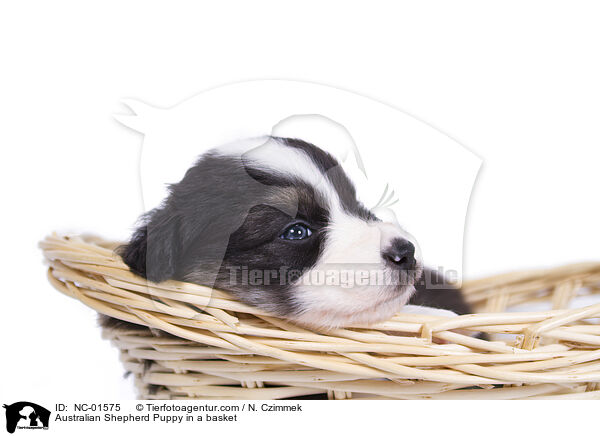 Australian Shepherd Welpe in einem Krbchen / Australian Shepherd Puppy in a basket / NC-01575
