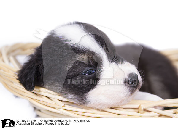 Australian Shepherd Welpe in einem Krbchen / Australian Shepherd Puppy in a basket / NC-01576
