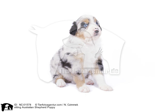 sitzender Australian Shepherd Welpe / sitting Australian Shepherd Puppy / NC-01578