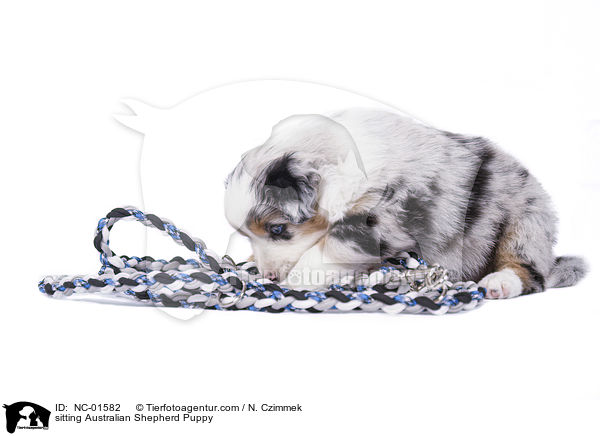 sitzender Australian Shepherd Welpe / sitting Australian Shepherd Puppy / NC-01582