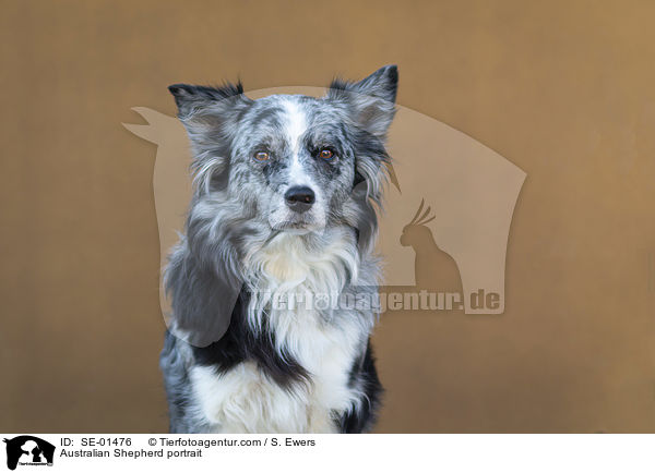 Australian Shepherd Portrait / Australian Shepherd portrait / SE-01476