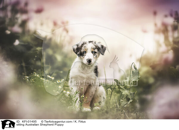 sitzender Australian Shepherd Welpe / sitting Australian Shepherd Puppy / KFI-01495