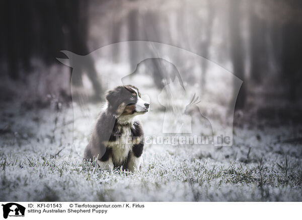 sitzender Australian Shepherd Welpe / sitting Australian Shepherd Puppy / KFI-01543