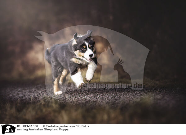 rennender Australian Shepherd Welpe / running Australian Shepherd Puppy / KFI-01558