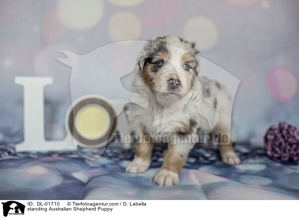 stehender Australian Shepherd Welpe / standing Australian Shepherd Puppy / DL-01710