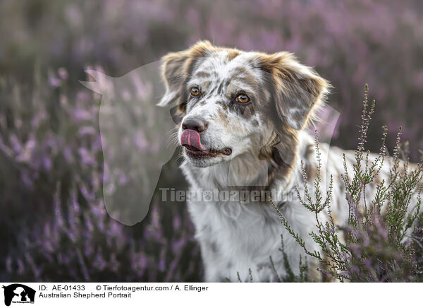 Australian Shepherd Portrait / Australian Shepherd Portrait / AE-01433