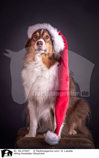 sitzender Australian Shepherd / sitting Australian Shepherd / DL-01847