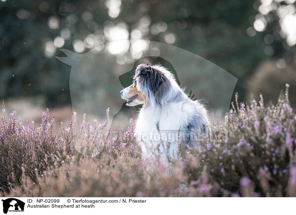 Australian Shepherd in der Heide / Australian Shepherd at heath / NP-02099