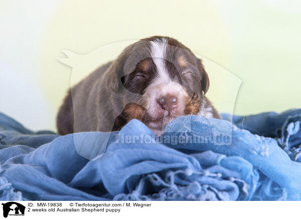 2 Wochen alter Australian Shepherd Welpe / 2 weeks old Australian Shepherd puppy / MW-19838