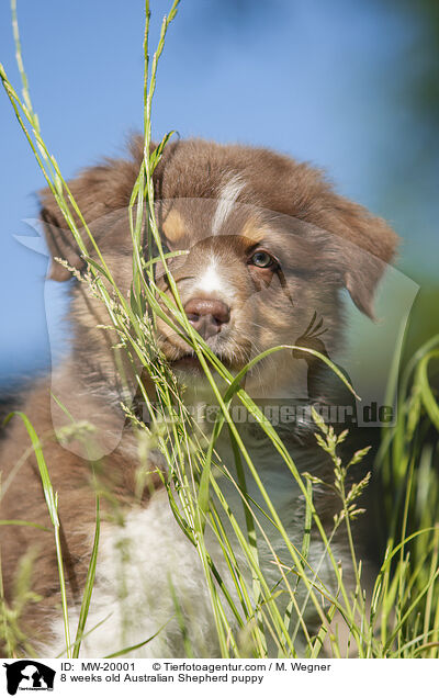 8 Wochen alter Australian Shepherd Welpe / 8 weeks old Australian Shepherd puppy / MW-20001