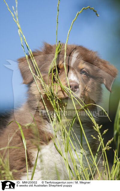 8 Wochen alter Australian Shepherd Welpe / 8 weeks old Australian Shepherd puppy / MW-20002