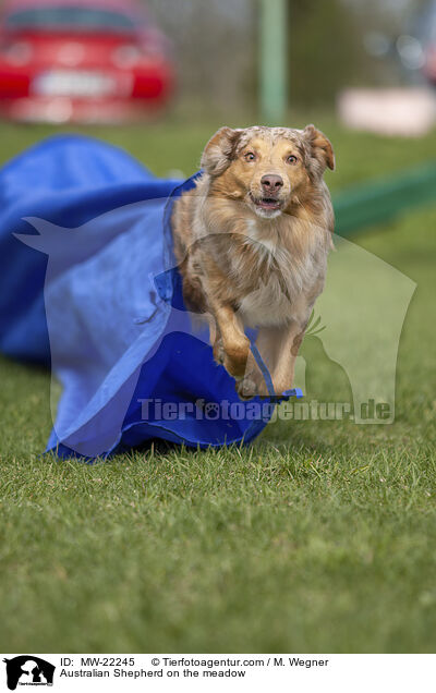 Australian Shepherd auf der Wiese / Australian Shepherd on the meadow / MW-22245